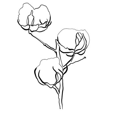Dried Flowers Of Cotton. Cotton Branch With Flowers. Dry Cotton In PNG. Line Art Flowers. Autumn Branches Of Cotton.