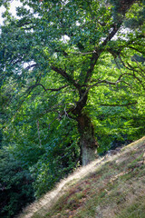 Fototapeta na wymiar centennial chestnut tree in Ardèche, France