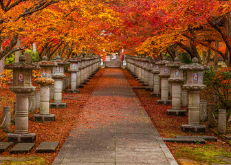 Fototapeta na wymiar ああ、美しきかな、日本の秋