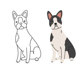 Cute Boston terrier dog vector cartoon illustration. Hand-drawn dog in contemporary flat style, and line art. Cartoon animal, pet. The dog is sitting.