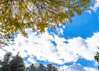 風に舞うイチョウの葉っぱ