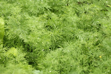 green grass background