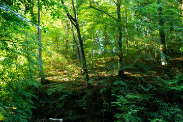 Fototapeta premium Crumlin Glen Antrim N. Ireland