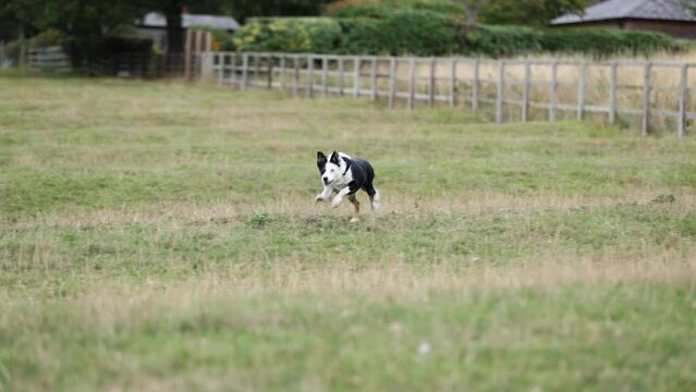 Border collie dog running towards camera in field 4