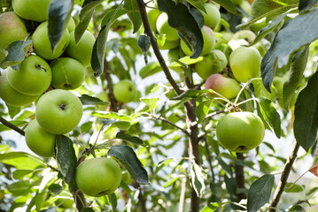 Ripe apples on a tree in a garden. Organic apples hanging from a tree branch in an apple orchard