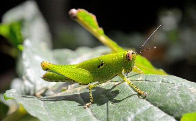 Close up shot of grasshopper on leaf