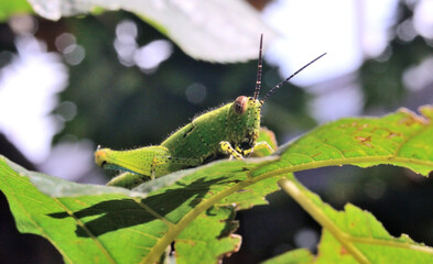 Close up shot of grasshopper on leaf
