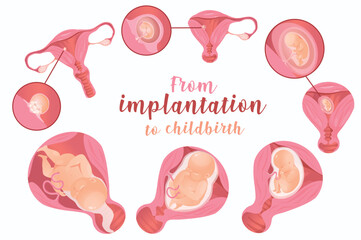 Pregnancy 3d realistic set. Vector illustration isolated elements