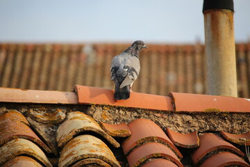 pigeon sur un toit