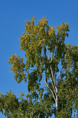 birch tree and sky in autumn