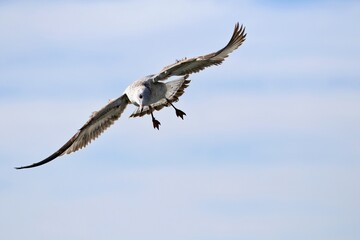 Nahaufnahme Möwe im Flug