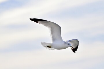 Nahaufnahme Möwe im Flug
