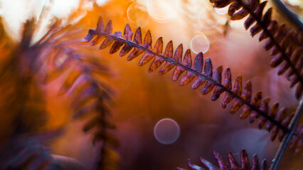Fougères aux feuilles orangées, photographiées pendant le crépuscule