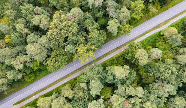 The road between the trees in the forest, top view, photo from the drone