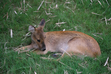 close up one Chinese water deer (Hydropotes inermis) lying on grass