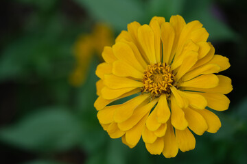 close up one yellow Zinnia elegans flower head with bokeh