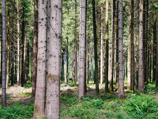 Tree trunks of spruce in the forest, partial view, lower part, at ground level