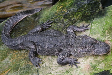 close up one Chinese Alligator (Alligator sinensis) on rock 