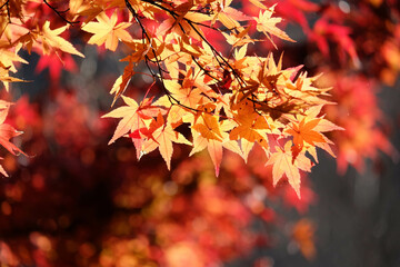 紅葉