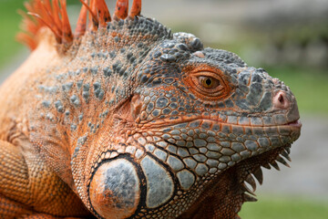 Close-up head of colorful iguana