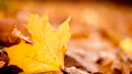 Autumn background. Yellow maple leaf against the background of blurred yellowed leaves. Golden autumn