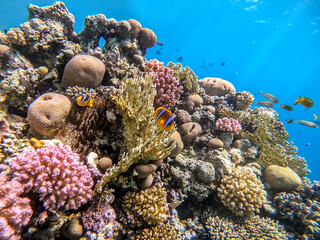 Clown fish or amphiprion bicinctus (Amphiprion Inae) hiding in anemone on a coral reef..