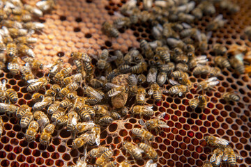 Open hive showing the bees swarming on a honeycomb and big cell with young bee queen..