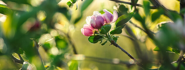 Blossoming apple tree