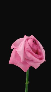 Time lapse of dying pink Blushing akito rose with ALPHA transparency channel isolated on black background, vertical orientation