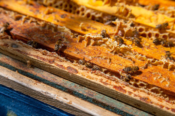 Open hive showing the bees swarming on a honeycomb..