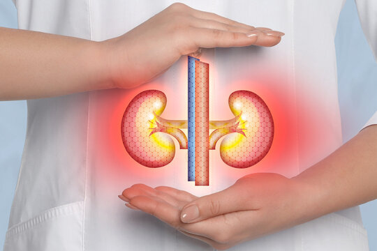 Doctor holding virtual image of inflamed kidneys, closeup