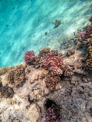 Underwater life of reef with corals and tropical fish. Coral Reef at the Red Sea, Egypt.