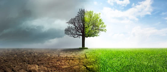 Zelfklevend Fotobehang Concept van klimaatverandering. Half dode en levende boom buiten, bannerontwerp © New Africa