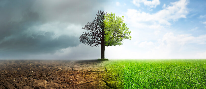 Concept of climate changing. Half dead and alive tree outdoors, banner design