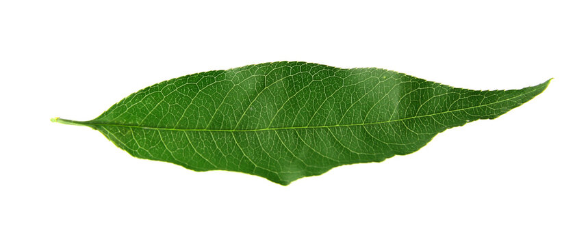 Green peach tree leaf isolated on white
