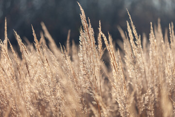 Fototapeta premium Abstract natural background of soft Pampas grass on a blurry dark bokeh. Fluffy stems of tall grass in autumn, fall background. Selective focus.