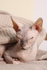 Beautiful Sphynx cat wrapped in soft blanket at home, closeup. Lovely pet