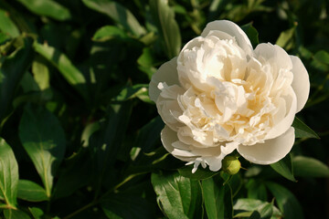 Beautiful blooming white peony outdoors on sunny day. Space for text
