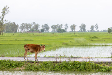 Cow in the middle of rural Indian landscape. Monsoon season.