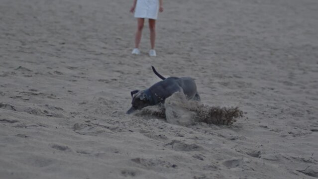 American Staffordshire Terrier running towards ball and grabbing it in sand dunes in slow motion