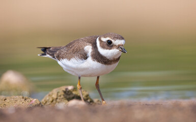 Common Ringed Plover (Charadrius hiaticula)'s feeding habitat is open beaches or the flat areas of Eurasia and Arctic Northeast Canada. Some also feed in areas far from the sea. 