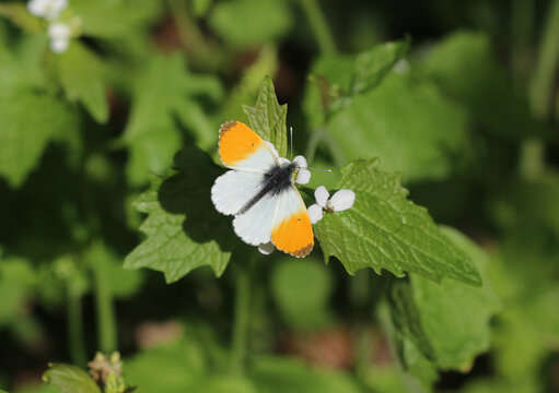 Aurorafalter - Orange tip