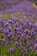 Close shot of Lavender field in London