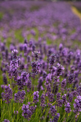 Obraz premium Close shot of Lavender field in London