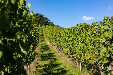 Fototapeta na wymiar Popular wine area in Germany for Riesling wine.