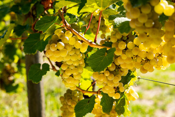 White grapes hanging on a vine. Grapes from beautiful vine region Rheingau in Germany. - obrazy, fototapety, plakaty