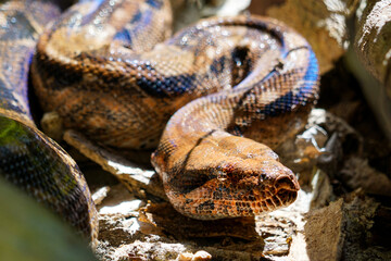 Boa constrictor between tree roots