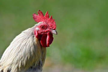 Deutsches Lachshuhn (Gallus gallus domesticus) // German rooster 