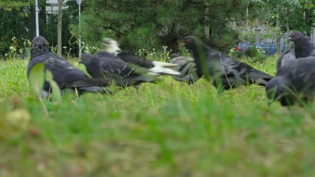 Close-up of pigeons in the grass on a city street in a park. A bird in its habitat
