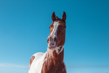 Close-up portrait of a horse against the blue sky. Snowflakes on the nose of a pinto horse.